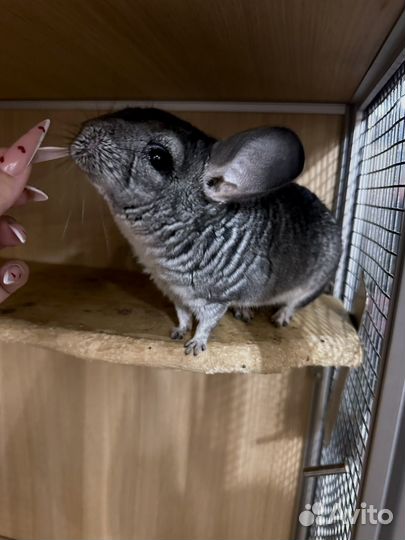 Шиншиллы с витриной