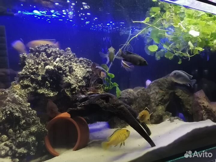 Аквариумы