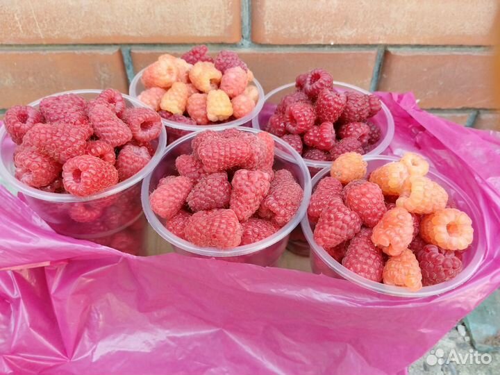 Калифорнийские черви