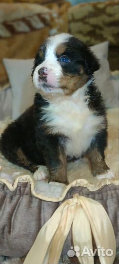 Бернский зенненхунд щенок