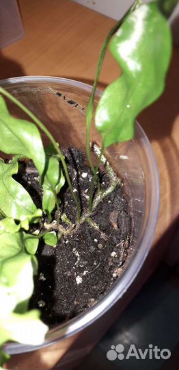 Папоротник Полиподиум Гавайская корона. Сингониум