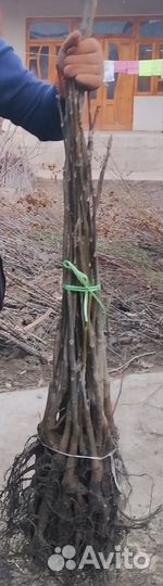 Грецкий орех саженцы