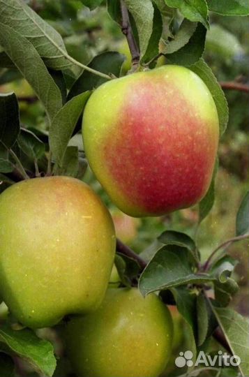 Саженцы яблони Северный Синап