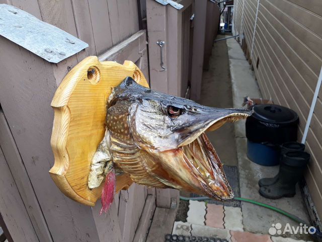 Чучело из головы рыбы Щуки