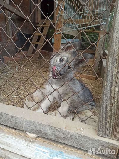 Отдам в добрые руки