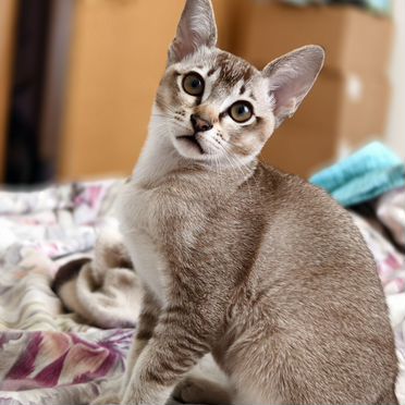 Тонкинский котёнок