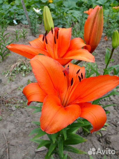 Лилия саженцы Коралло Бич