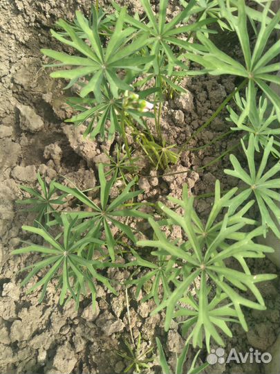 Кислица оксалис