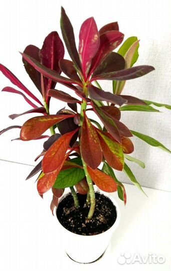 Синадениум - Дерево любви