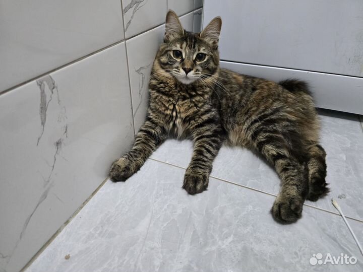 Клубные девочки
