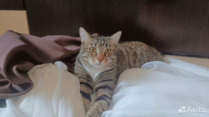 Коты в добрые руки