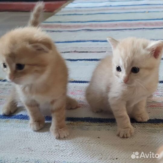 Котята в добрые руки бесплатно