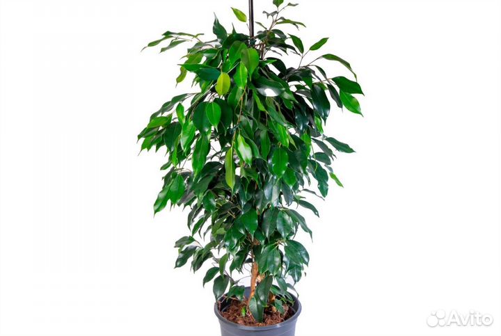 Комнатные растения.Цветы. Фикус Бенджамина