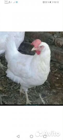 Куры - несушки