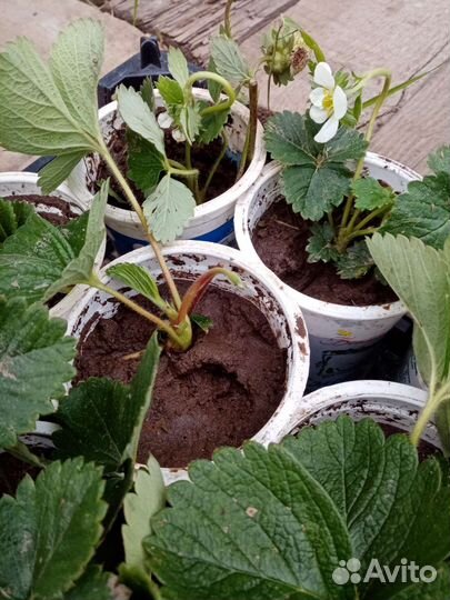 Продам саженцы