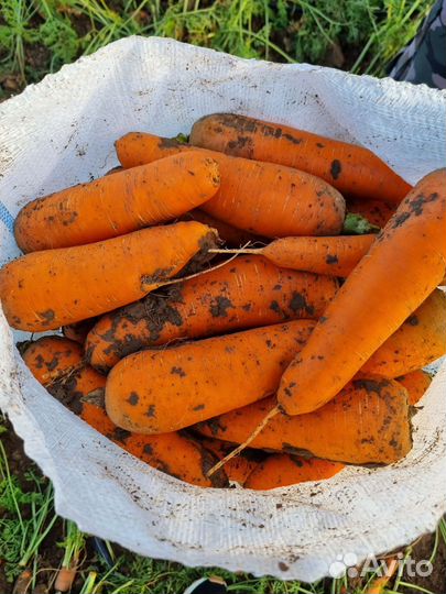 Морковь оптом