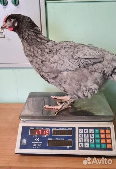 Куры молодки несушки