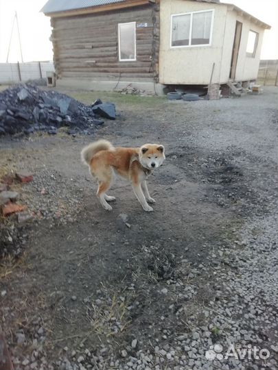 Собака акита ину