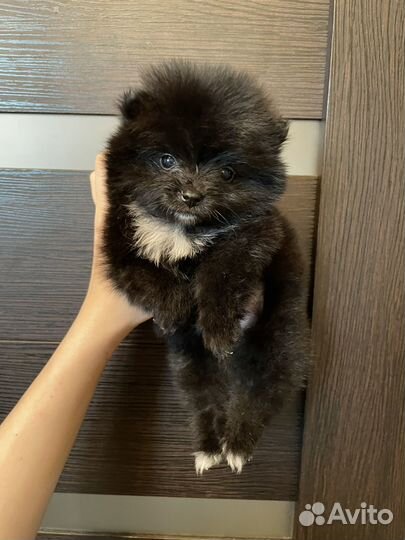 Померанский шпиц