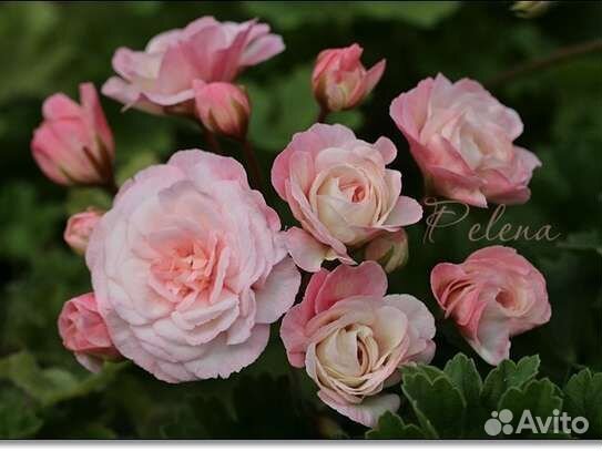 Пеларгония герань Леона Галактика