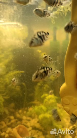 Аквариумные рыбки