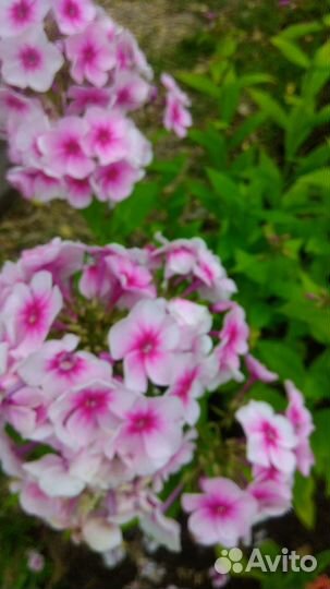 Флоксы сортовые