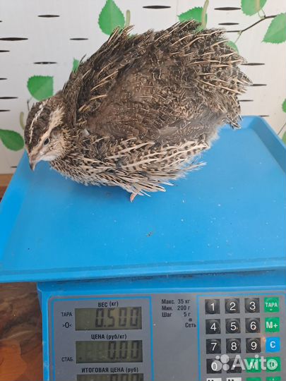 И. Я. Танюшкин бройлерный Фараон и Дмитриевские