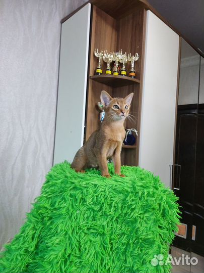 Абиссинский котенок дикого окраса (кошечка)