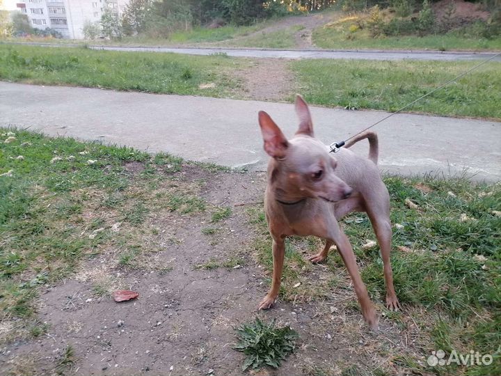 Кобель той-терьер ищет невесту