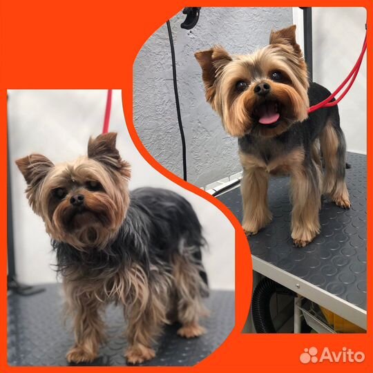 Грумер груминг стрижка собак и кошек