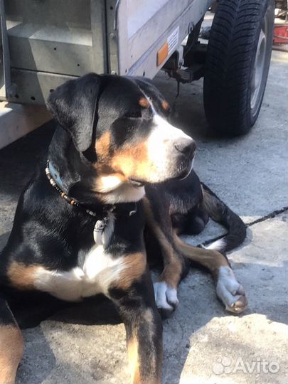 Вязка зененнхунд