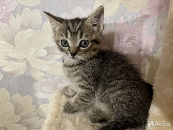 Котята шотландской кошки