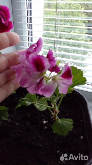 Королевская пеларгония герань