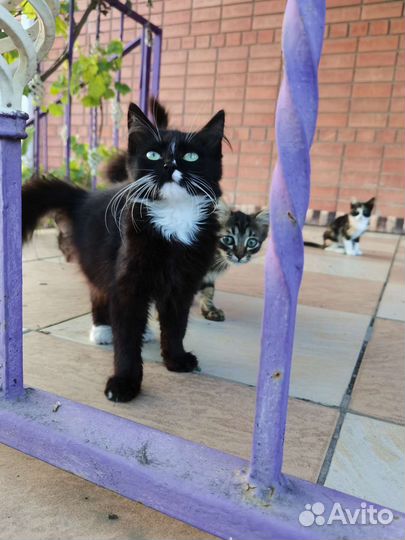 Кошка в дар бесплатно