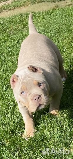 Девчонка Американского булли