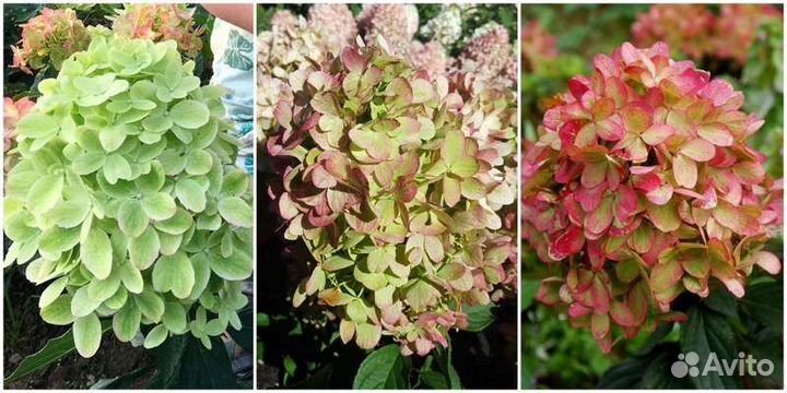 Гортензия, сирень