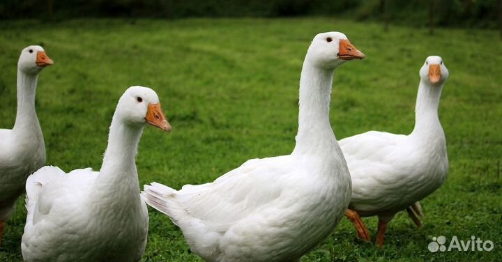 Гуси