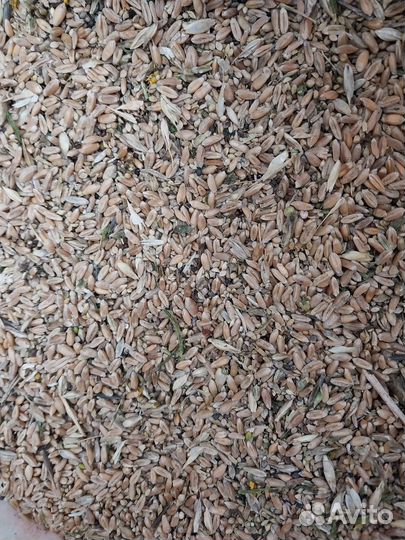 Зерноотходы