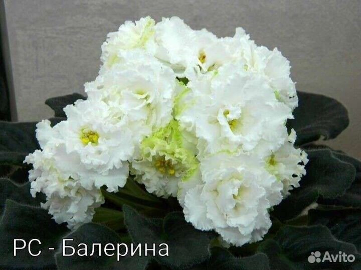 Сортовые фиалки