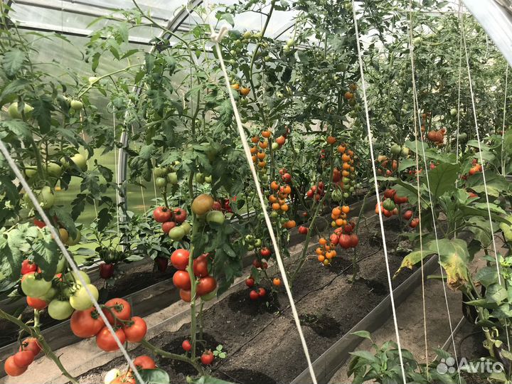 Капельный полив растений