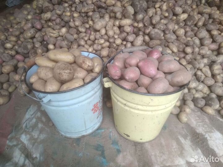 Картофель домашний