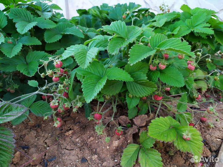 Рассада земляники