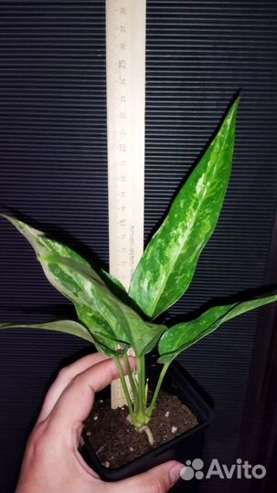 Антуриум вариегатный