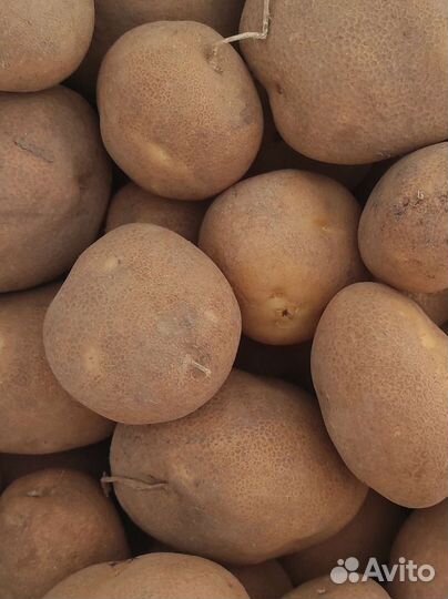 Картофель со своего огорода