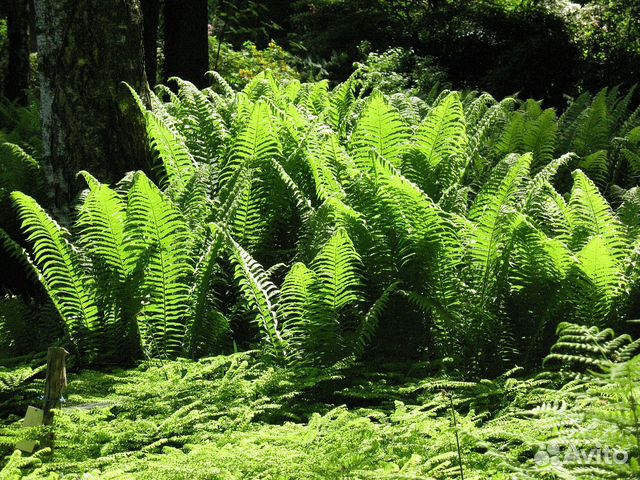 Растение папоротник