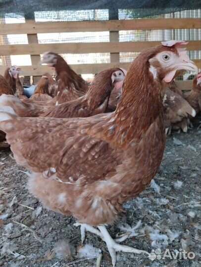 Куры несушки