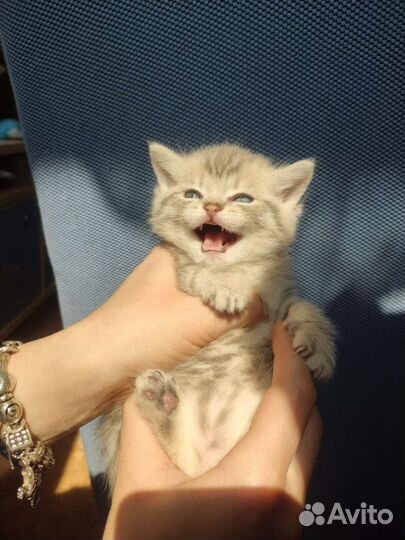 Шотландские котята элитных кровей