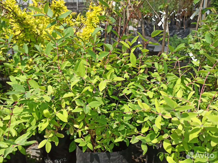 Жимолость 3-летки в зкс