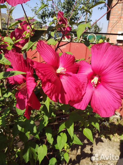 Растения для сада