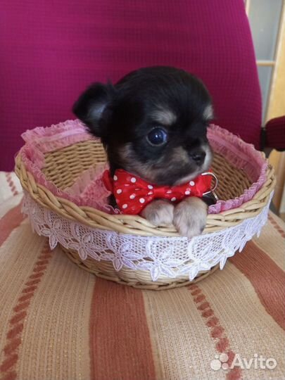 Чихуахуа щенки